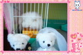 �鿴�õ�