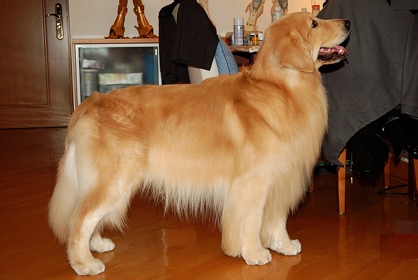 发几张国内著名金毛图片哦-家有宠物-杭州19楼