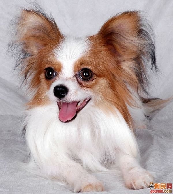蝴蝶犬 蝴蝶犬极容易亲近,聪颖 快乐,警惕,友好.