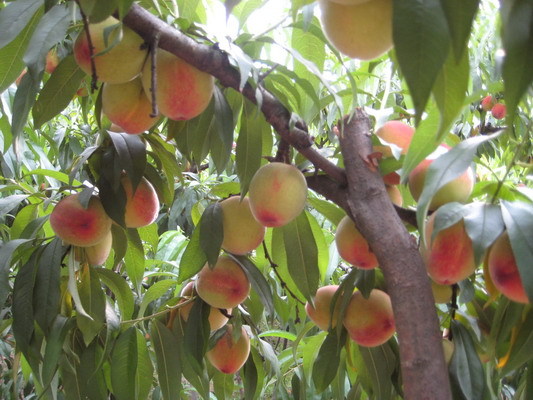 自制黄桃罐头-19楼私房菜-杭州19楼