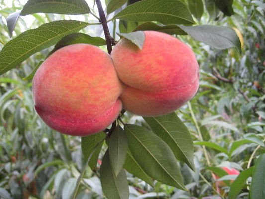 自制黄桃罐头-19楼私房菜-杭州19楼