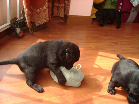 给我的黑狗狗起名叫阿波罗好不好?-家有宠物-