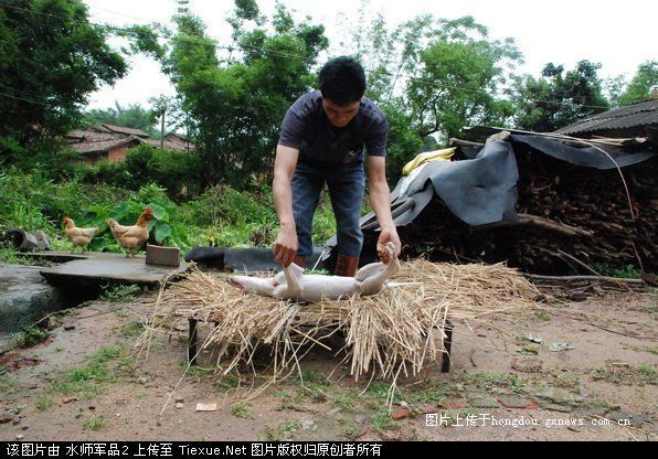 中华美食--沛县禾杆美食介绍-狗肉俱乐部-杭州美食特色石嘴山图片