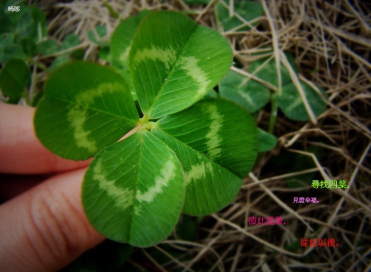 关于蜂蜜和四叶草【还记得那个盛夏】-音乐心