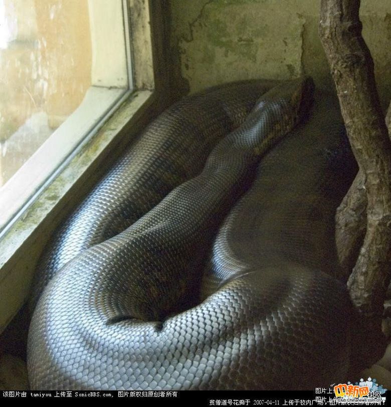 四川发现一条史前超级巨蟒,超巨!(转载)-八卦田