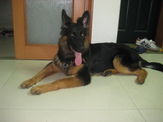 寻.杭州正规宠物美容师培训学校!