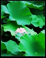 �鿴�õ�