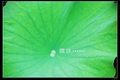 �鿴�õ�