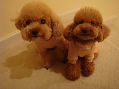 晒晒 公主揪揪 公子趴趴-家有宠物-杭州19楼