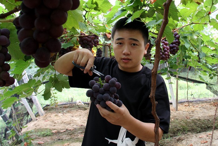 尝尝我采摘的葡萄吧~ 平民帅哥来了!