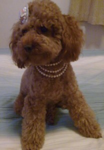 出租车司机撞狗 拖行 60米 遭人肉 搜索-家有宠物