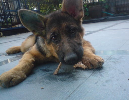 不知不觉小伙子已经长大了.德牧(上新照片拉)-