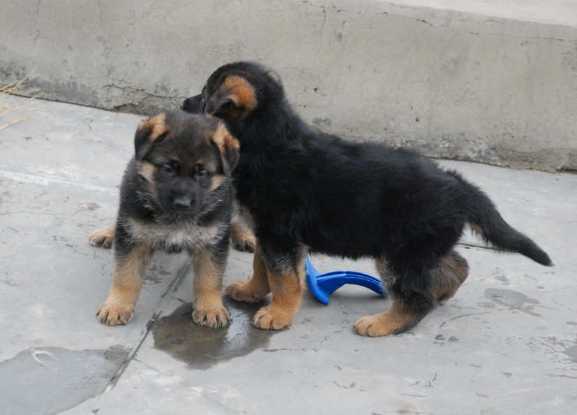 出售家养小德牧