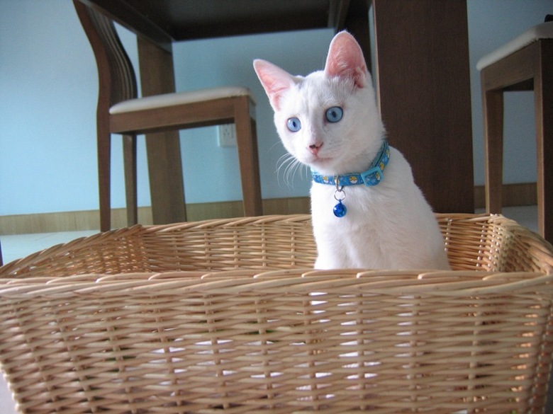 乖乖的蓝眼睛白猫求好人领养-家有宠物-杭州19楼