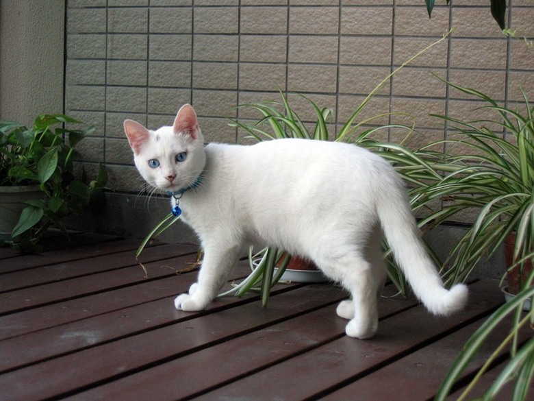 乖乖的蓝眼睛白猫求好人领养-家有宠物-杭州19楼