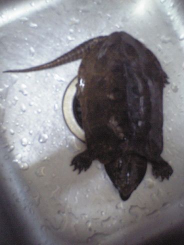 求助,大的鹰嘴龟吃什么的啊-家有宠物-杭州19楼