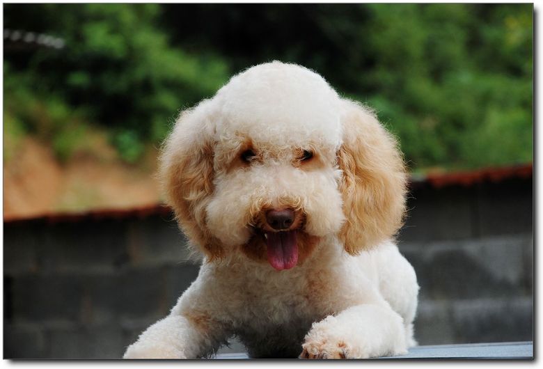 【杭州狗狗寄养 杭州宠物寄养 杭州猫猫寄养】