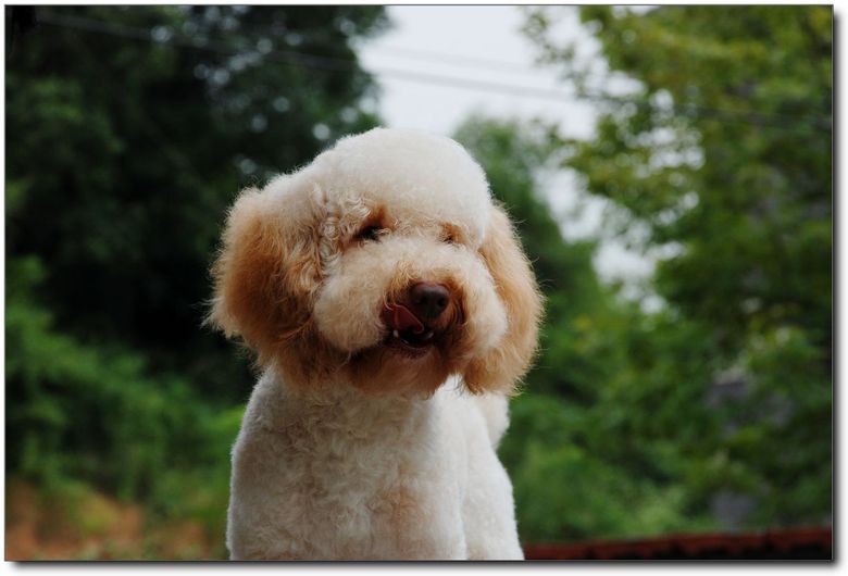 【杭州狗狗寄养 杭州宠物寄养 杭州猫猫寄养】