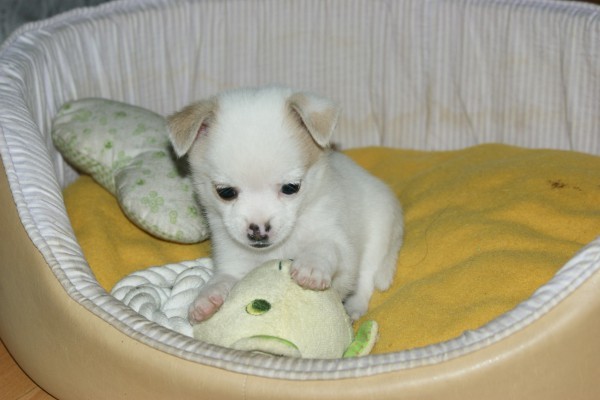 家养博美吉娃娃串串出售喽~-家有宠物-杭州19