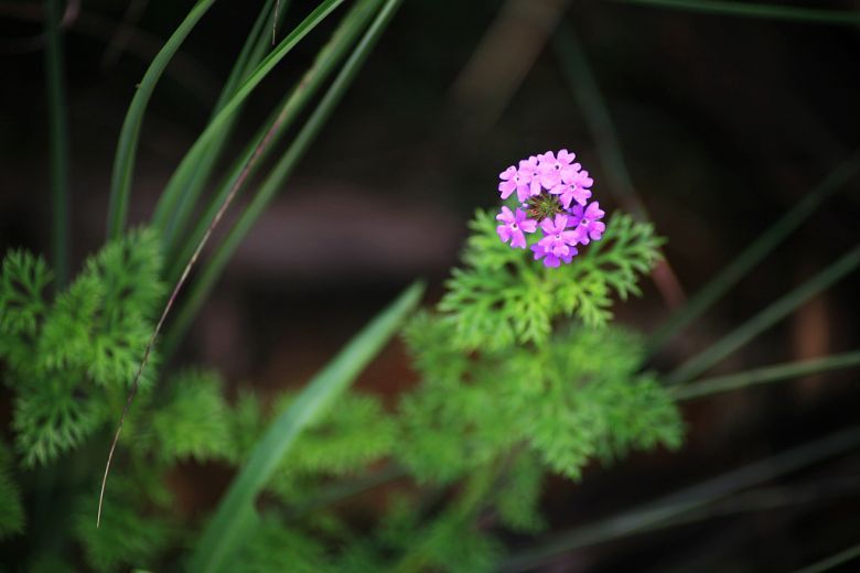 20DƬ