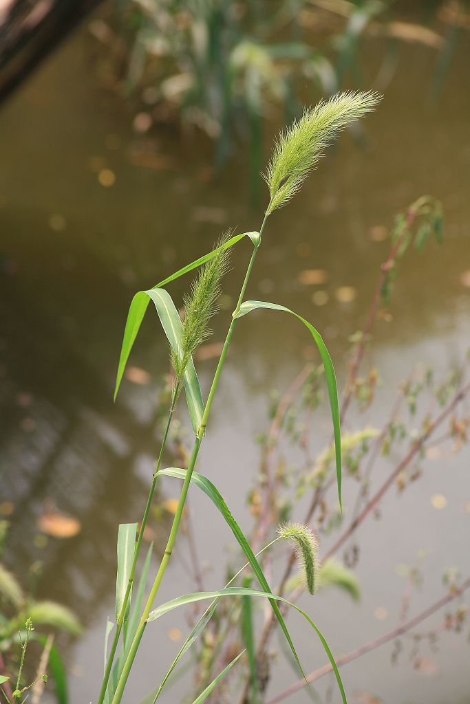 20DƬ