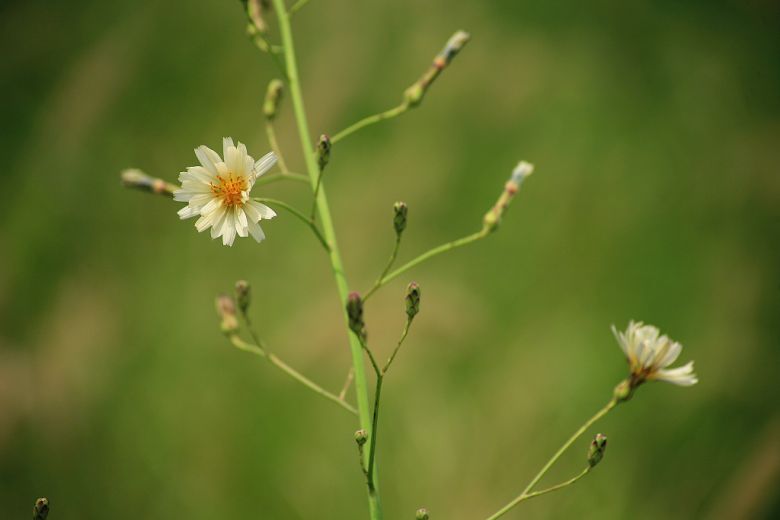 20DƬ