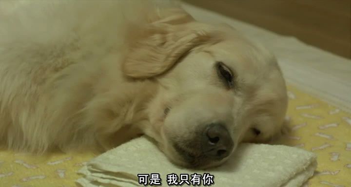 『我与狗狗的十个约定』-电影陪审团-杭州19楼