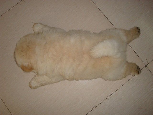 超级憨憨憨憨憨的无敌肉嘴小~松狮~登场~(多图