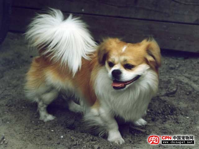 整天绕着宠物狗转的朋友,你们可曾还记得它们