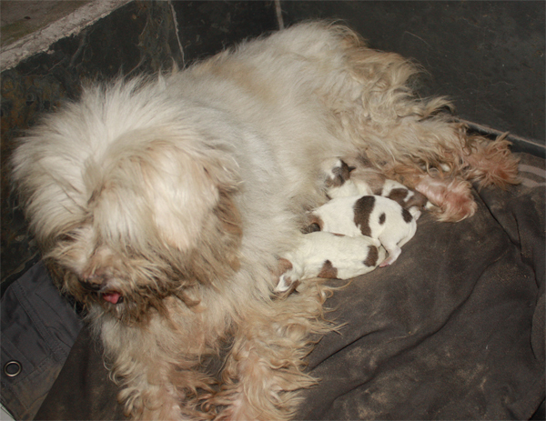 流浪狗阿旺--最后2个狗宝宝找到新领养人了。