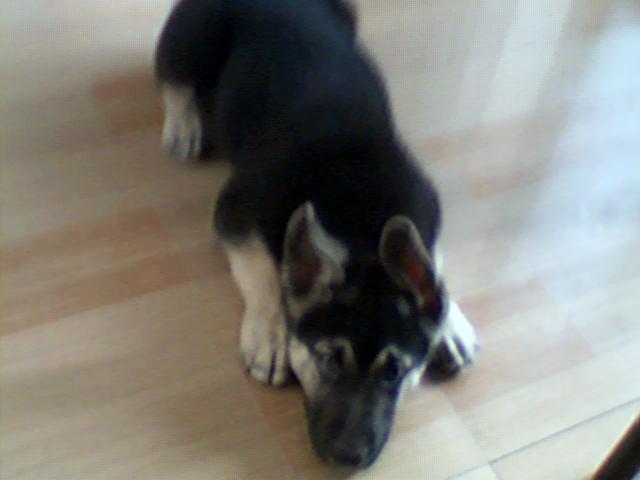 黑贝和拉布拉多的串串(已经送人)刚拍的照片-家有宠物-杭州19楼