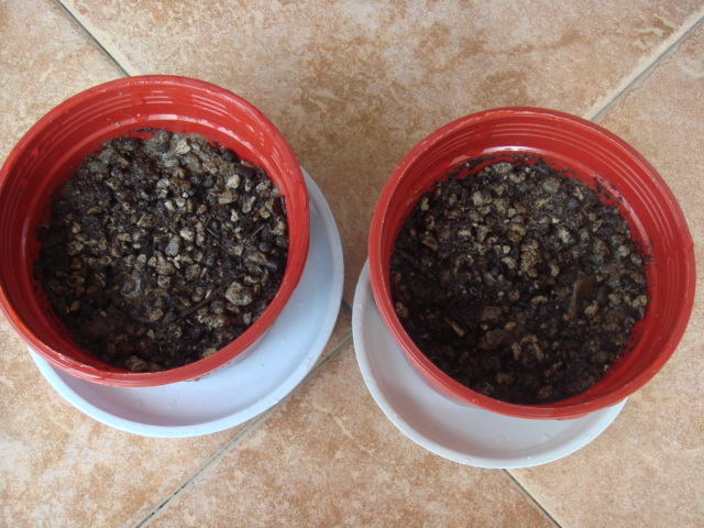 秋播种子过程,酢,葡萄风信子种球种植,碰碰香插扦,铜钱草分盆