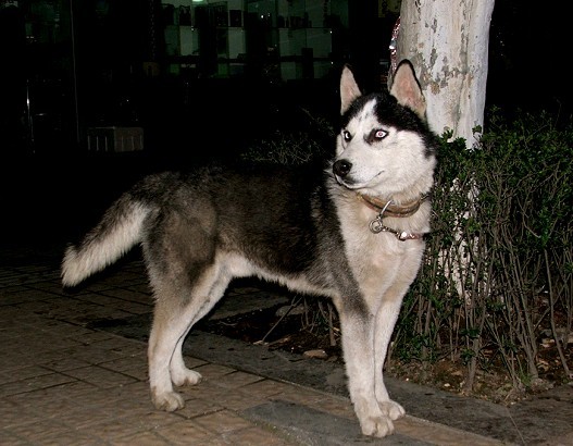 求助,我家哈士奇尿血怎么回事?-家有宠物-杭州