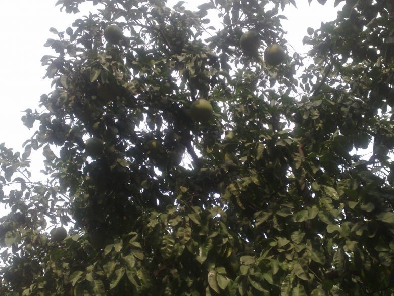 延安路最繁华的地方居然有水果可摘!-咖啡大教