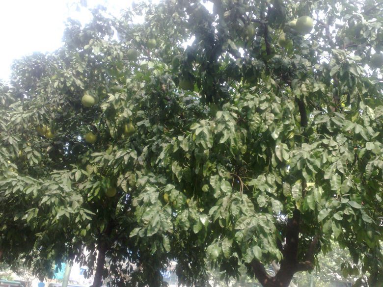 延安路最繁华的地方居然有水果可摘!-咖啡大教