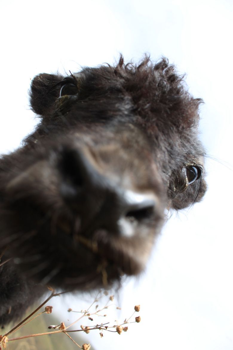 10.1稻城亚丁包车游-行行色色-户外运动-杭州1