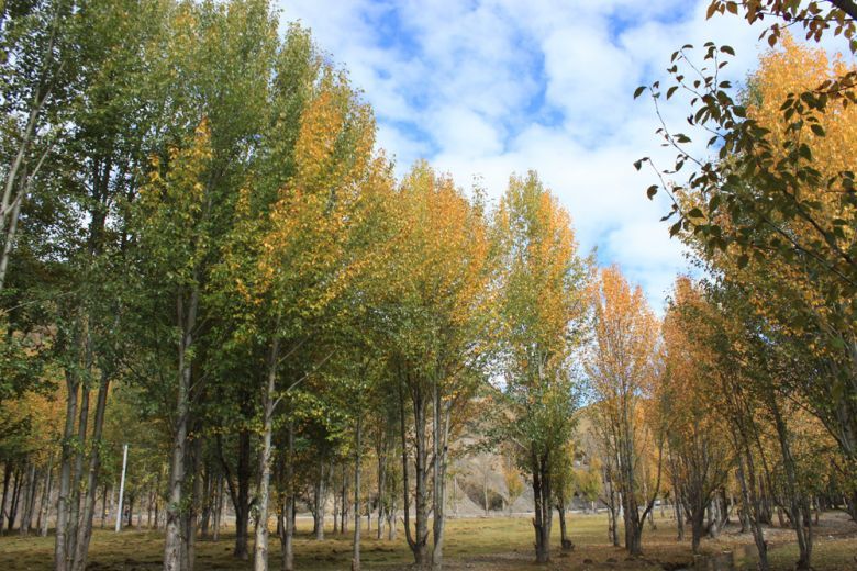 10.1稻城亚丁包车游-行行色色-户外运动-杭州1