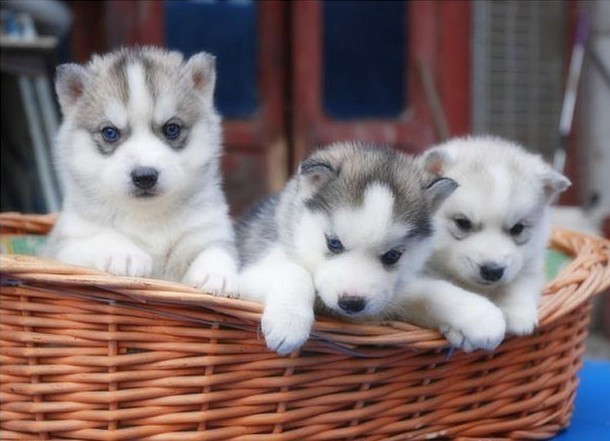 出售纯种三火蓝眼哈士奇幼犬,黑白色,狼灰色。