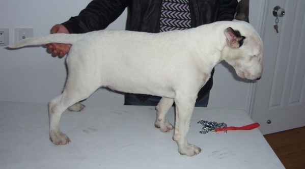 贱狗啊呜! 真实版-家有宠物-杭州19楼