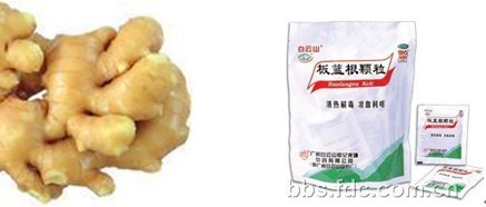 自古就喝板蓝根,预防流感有绝招-养生保健-杭州