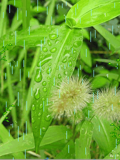 240*320 手机静态、动态图片-壁纸\/主题-手机俱