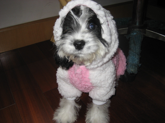 媚媚三个半月了-家有宠物-杭州19楼