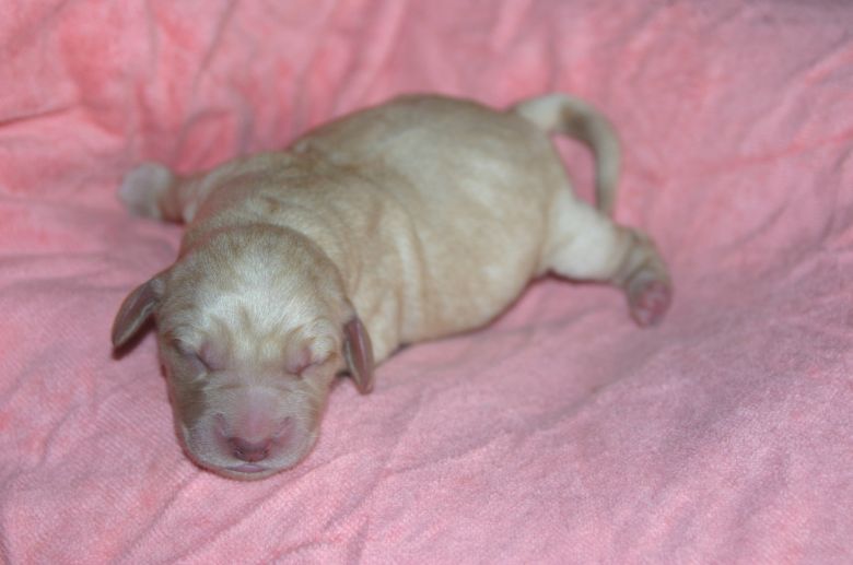 拉布拉多生了个足球队 嘿嘿-家有宠物-杭州19楼