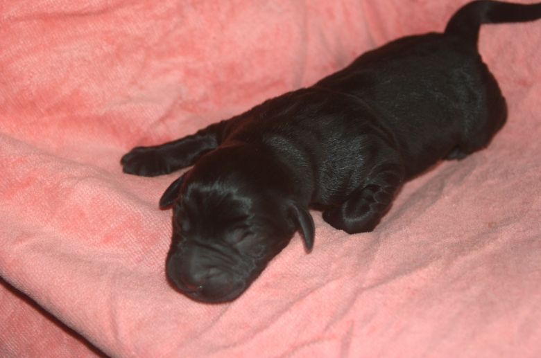 拉布拉多生了个足球队 嘿嘿-家有宠物-杭州19楼