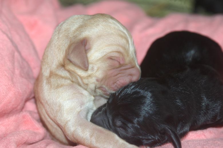 拉布拉多生了个足球队 嘿嘿-家有宠物-杭州19楼