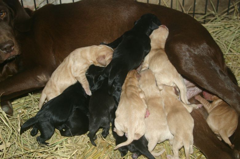 拉布拉多生了个足球队 嘿嘿-家有宠物-杭州19楼