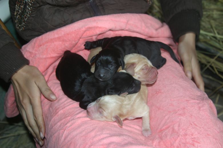 拉布拉多生了个足球队 嘿嘿-家有宠物-杭州19楼