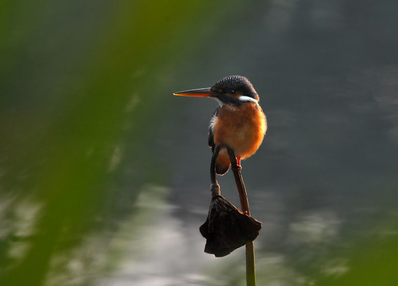 翠鸟-19摄区-杭州19楼