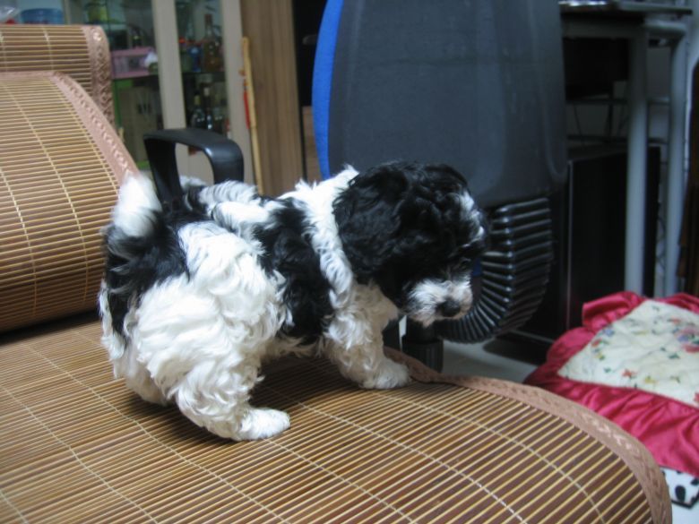 家养迷你花贵~-宠物相关交易区-杭州19楼