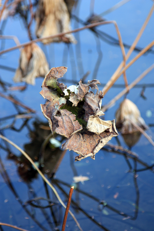 第6451次快门下的曲院秋韵.赞